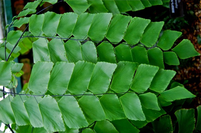 nature_pattern_3_s&amp;s